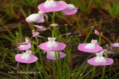 Utricularia albocaerulea